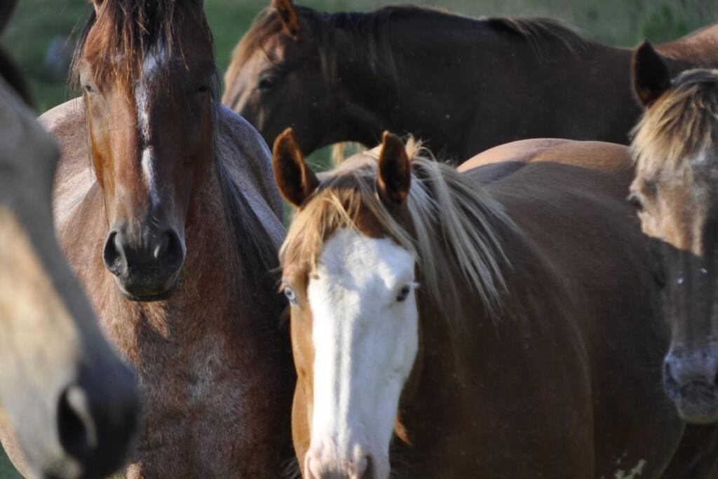 Fayetteville House | Creekside Cabin B Staycation on Horse Farm