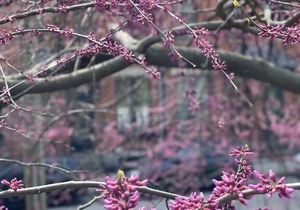 Beautiful Brownstone Across from Eden Park!