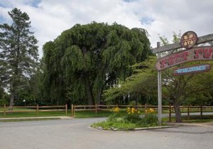 Circle M Camping Resort Screened Park Model