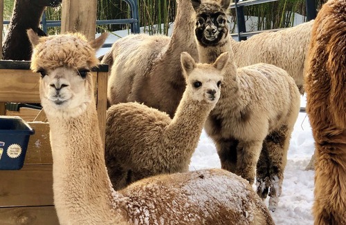 Phoenixville Cottage | Alpaca Cottage