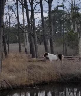 Piney Island House | Chincoteague