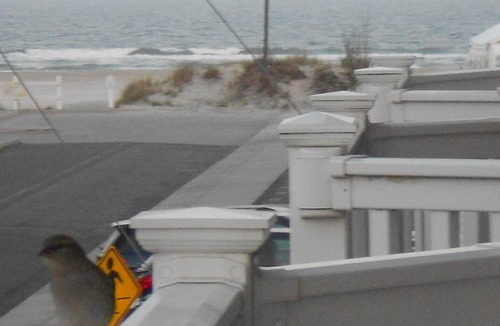Diamond Beach House | Ocean View & Steps Away From The Beach With A Saline Heated Pool