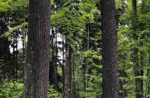Marienville House | Salmon Creek Cabin - Allegheny National Forest