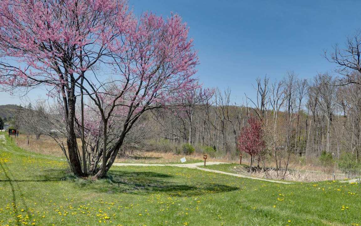 Photo of Others in Laurel Mountain