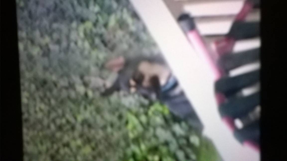 Photo of Others in Green Tree