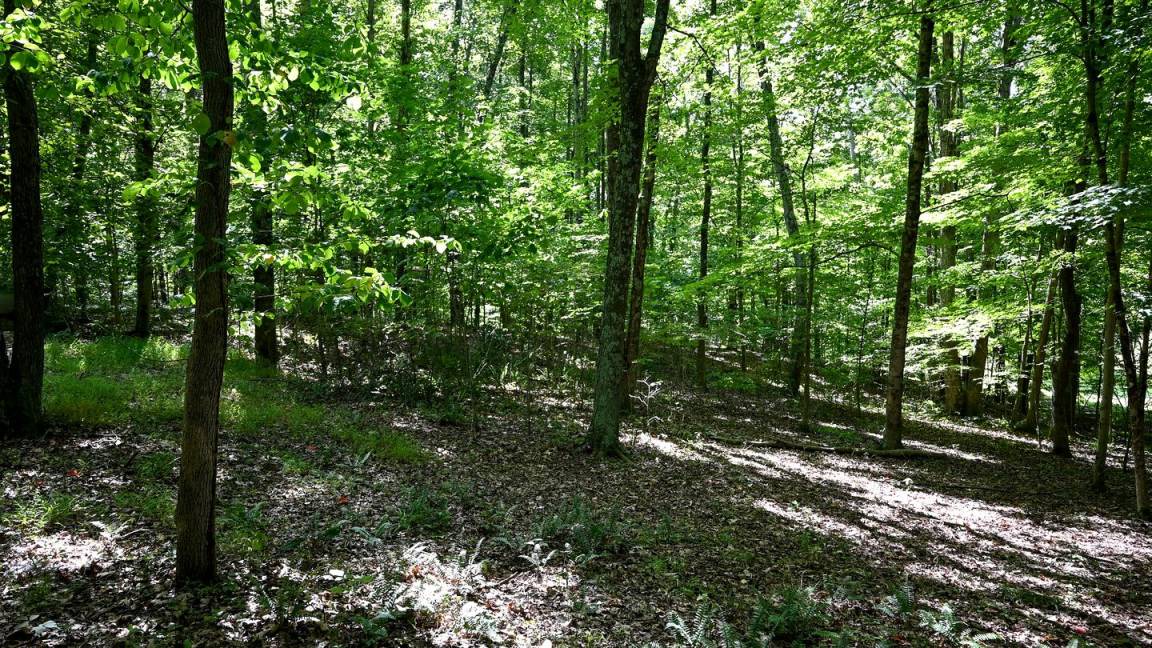 Photo of Others in Laurelville