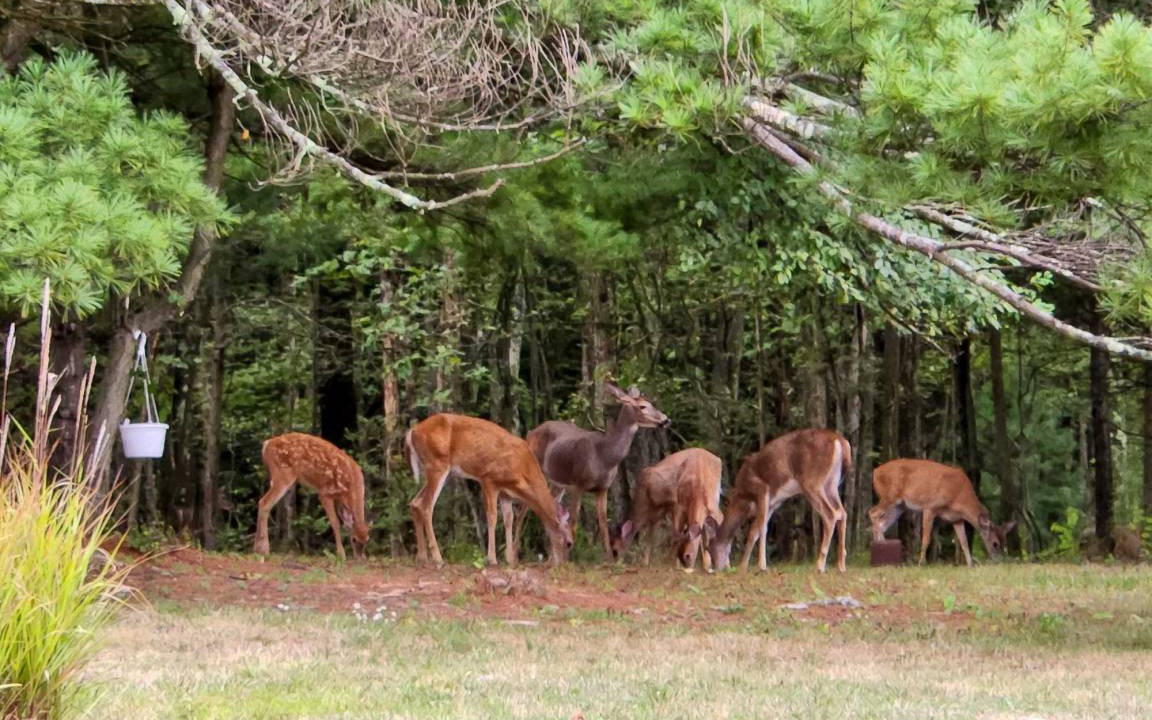 Photo of Others in Moshannon