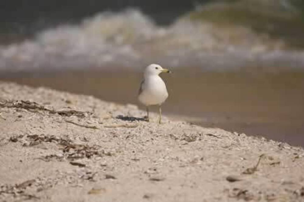 Photo of Others in Kelleys Island