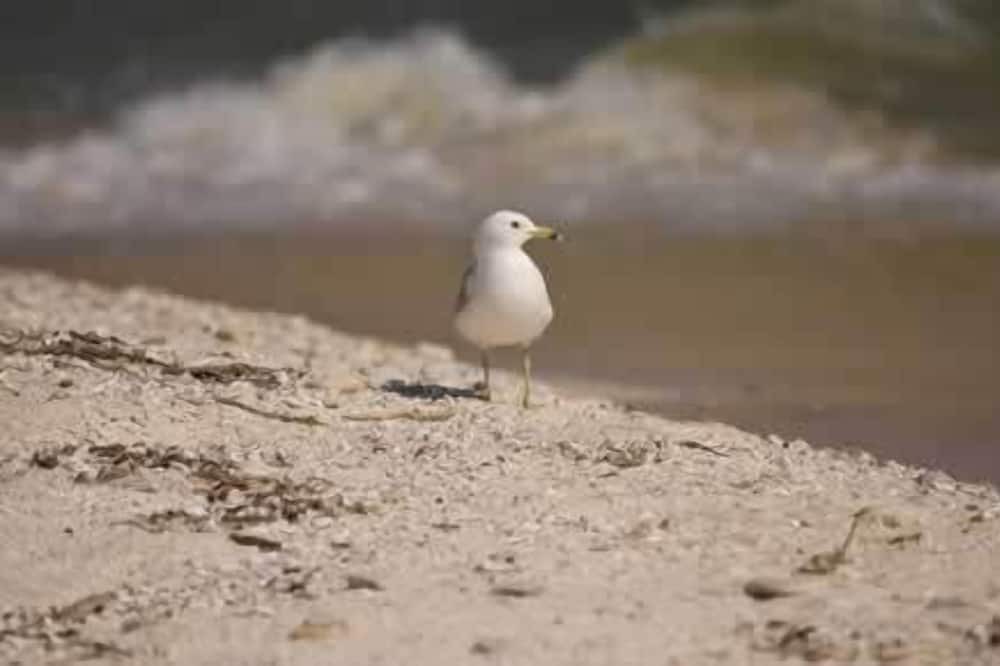 Photo of Others in Kelleys Island