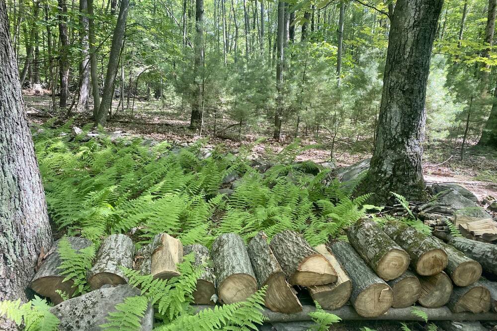 Photo of Others in Ellenville