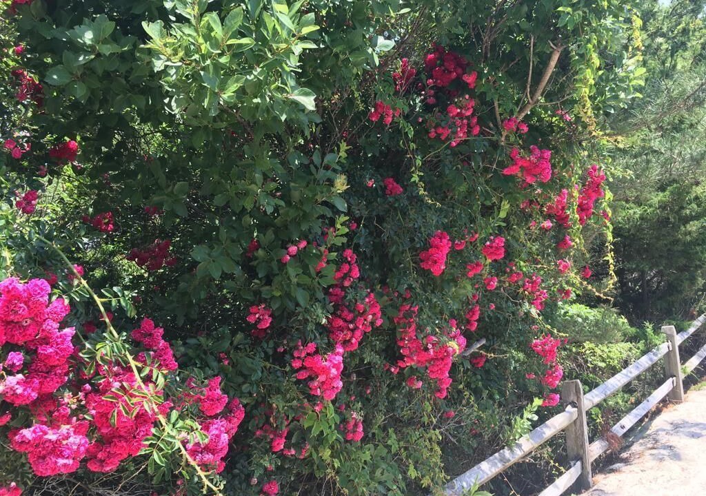 Photo of Outdoor in Cape May Point