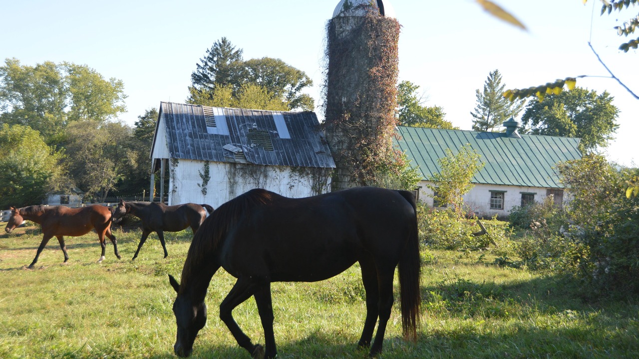Photo of Outdoor in Middleburg