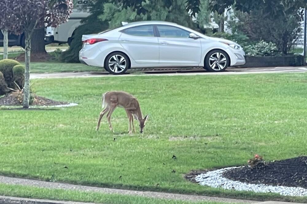 Photo of Outdoor in Ewing