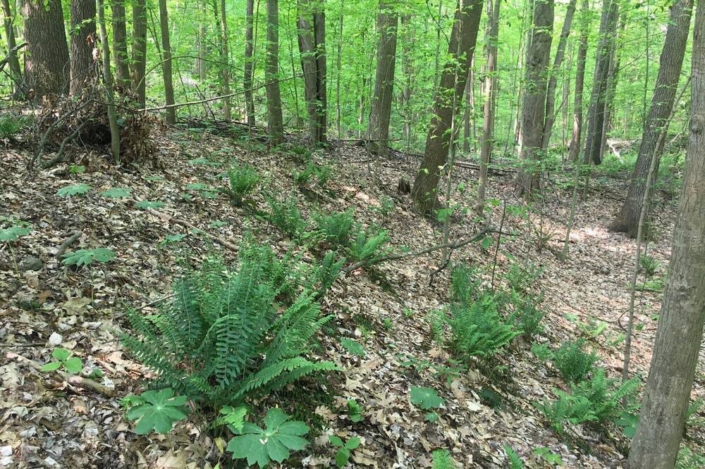 Photo of Outdoor in Westford