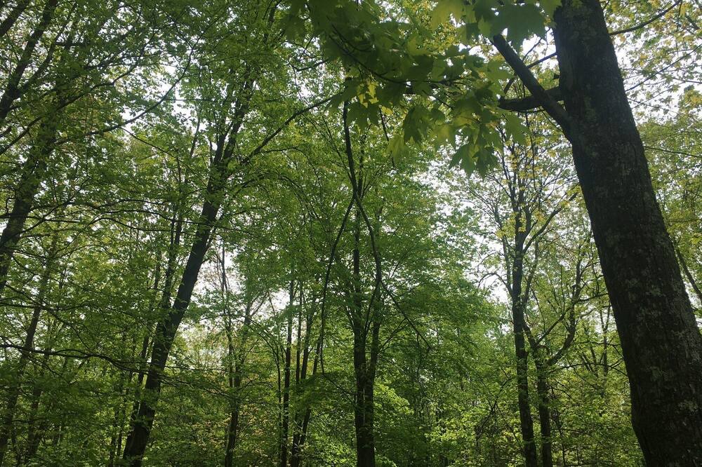 Photo of Outdoor in Westford
