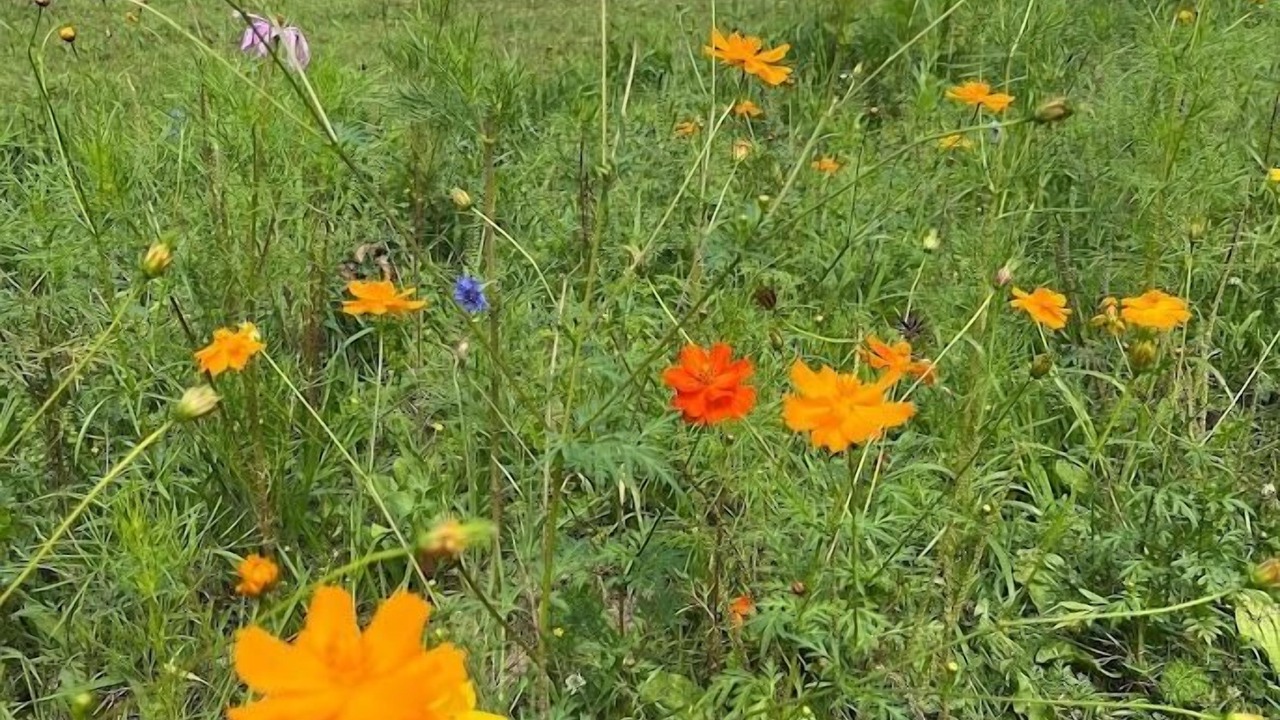 Photo of Outdoor in Kingsville