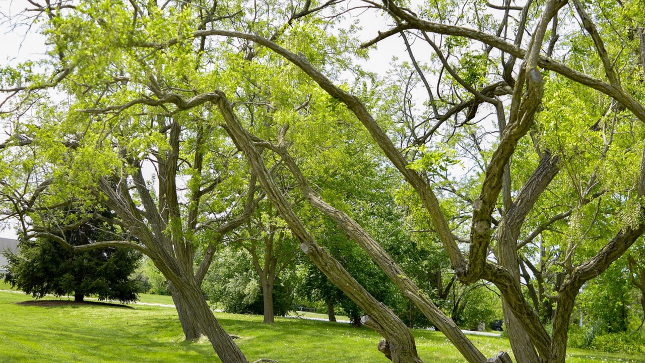 Photo of Outdoor in Tilghman