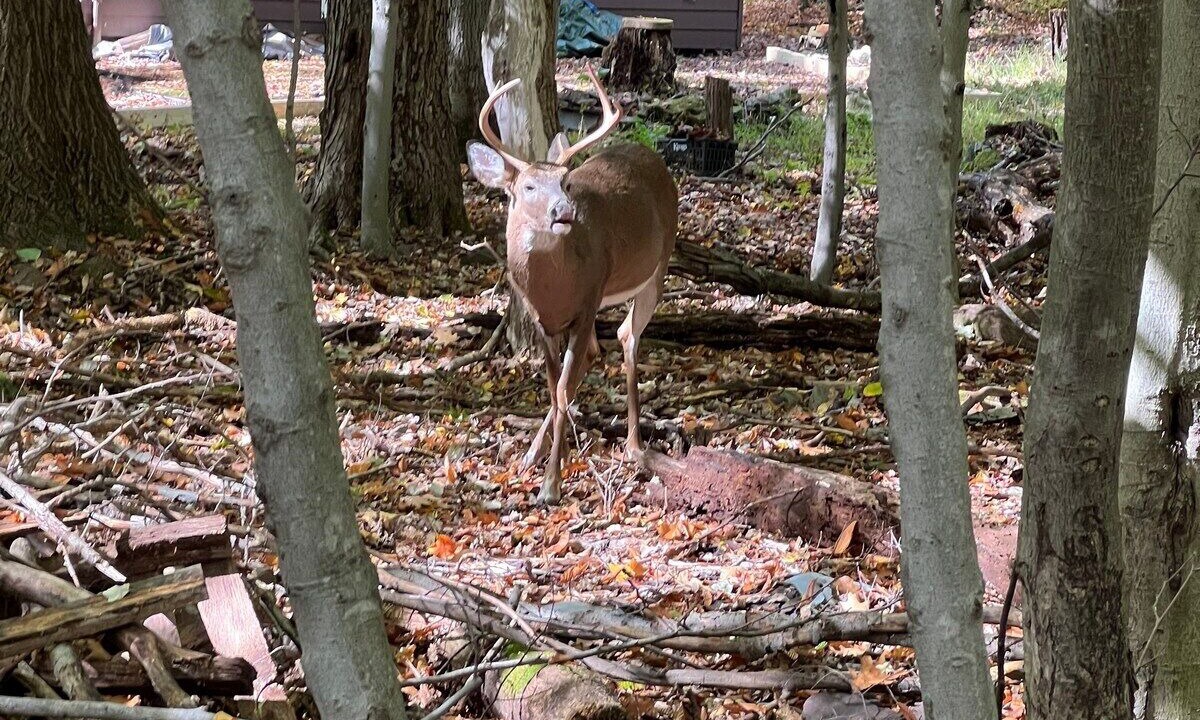 Photo of Outdoor in Locust Lake Village