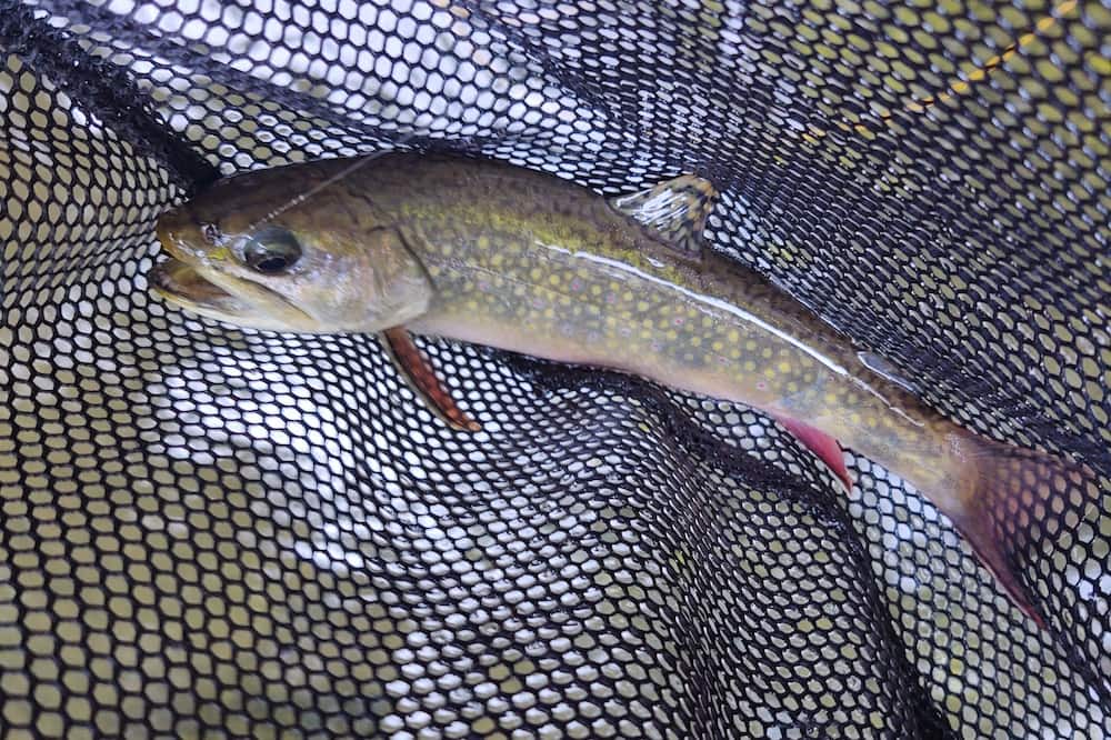 Photo of Others in Treasure Lake