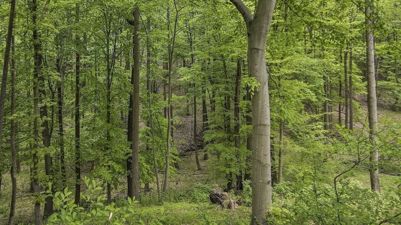 Photo of Outdoor in Long Green