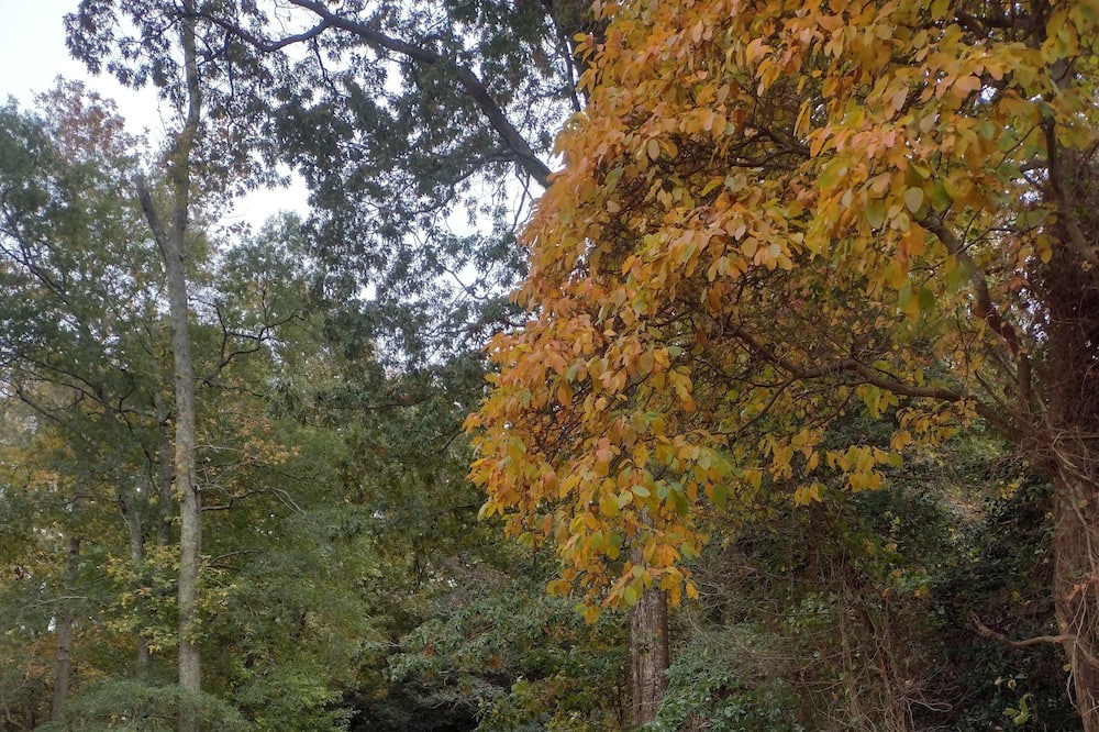Photo of Outdoor in Green Creek