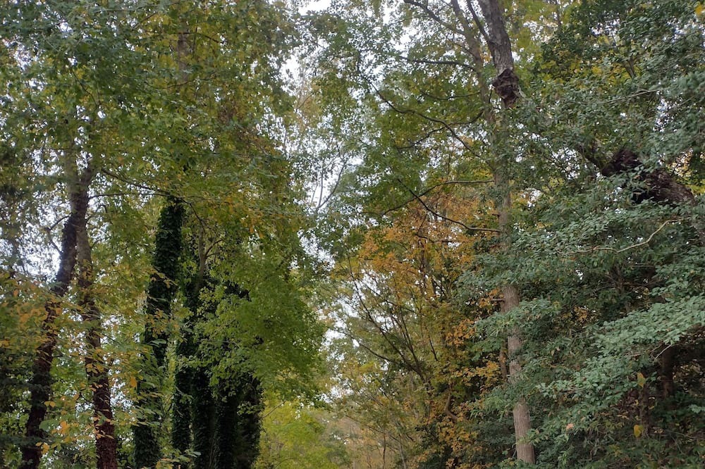 Photo of Outdoor in Green Creek