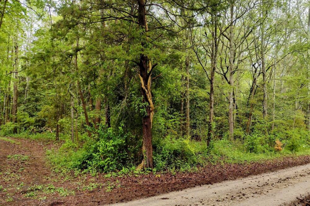 Photo of Outdoor in Green Creek