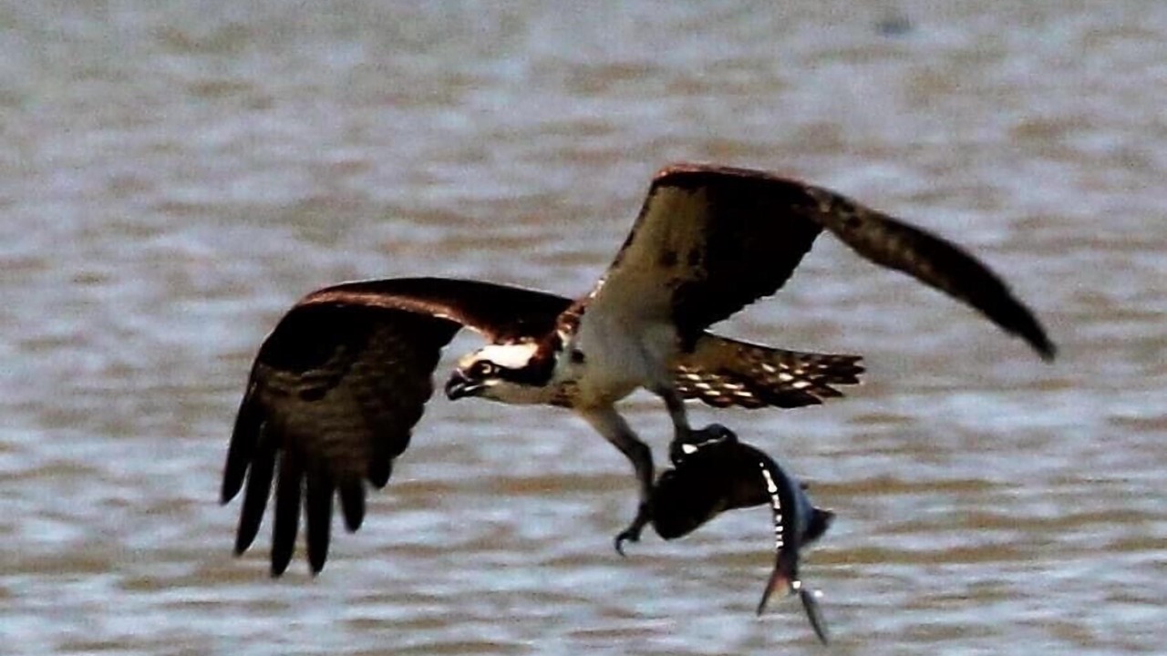 Photo of Outdoor in Tappahannock