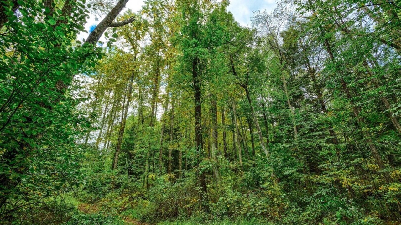 Photo of Outdoor in Sciota