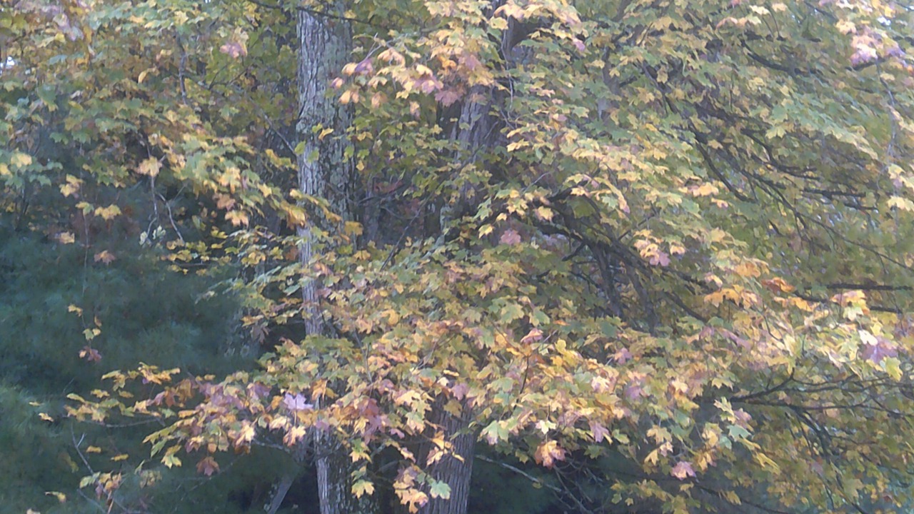 Photo of Outdoor in Wapwallopen
