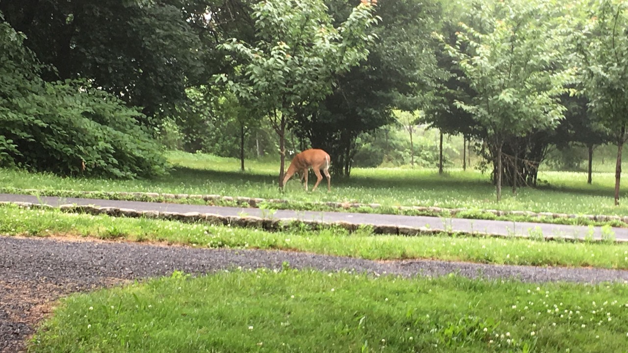 Photo of Others in Forest Hill