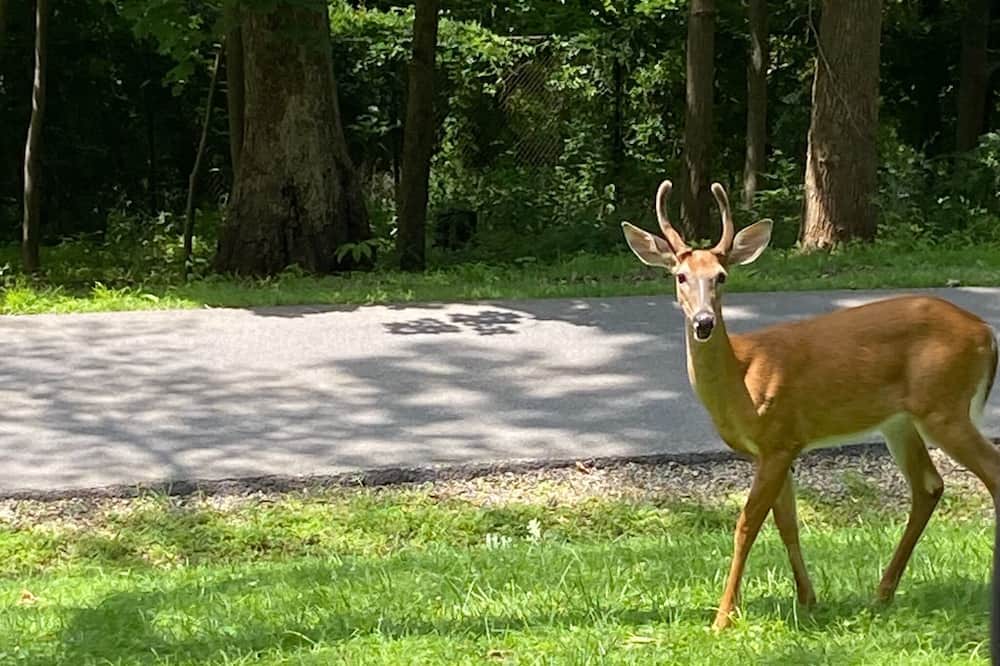 Photo of Outdoor in Stewartsville