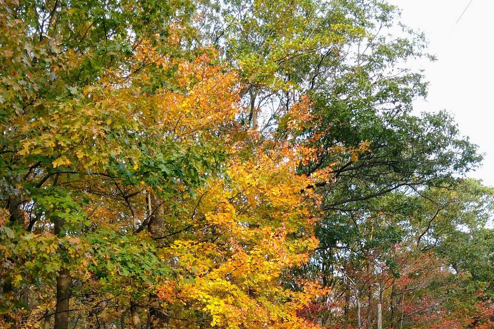 Photo of Outdoor in Alverton
