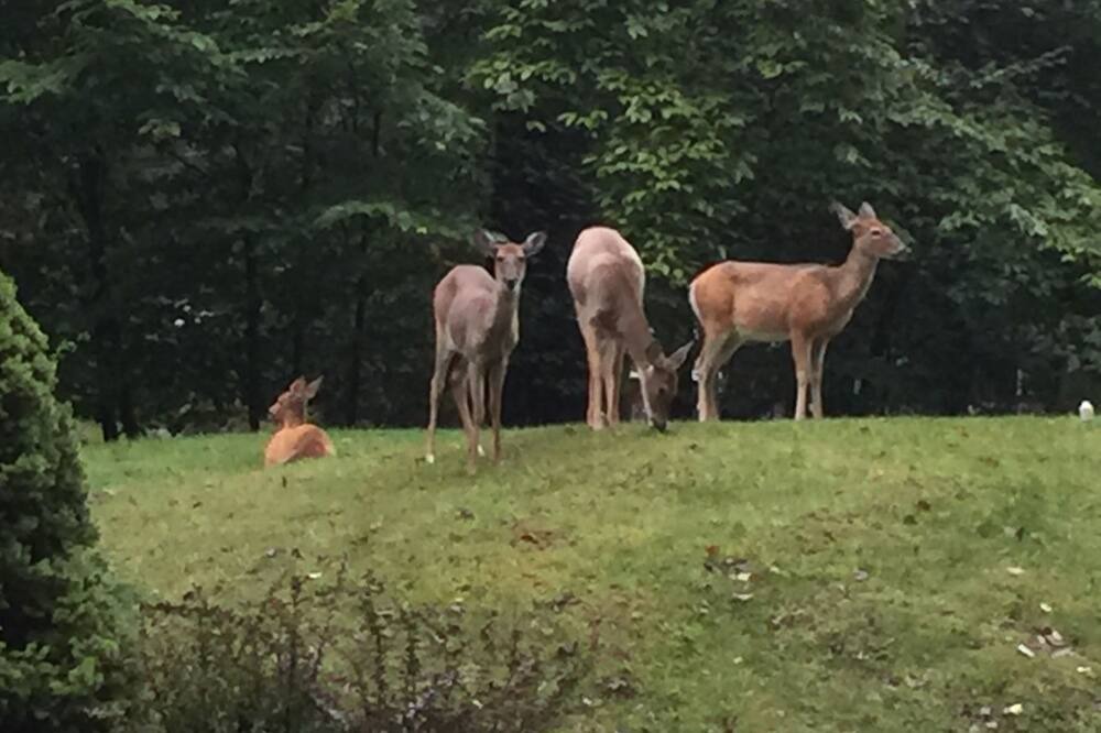 Photo of Others in Locust Lake Village