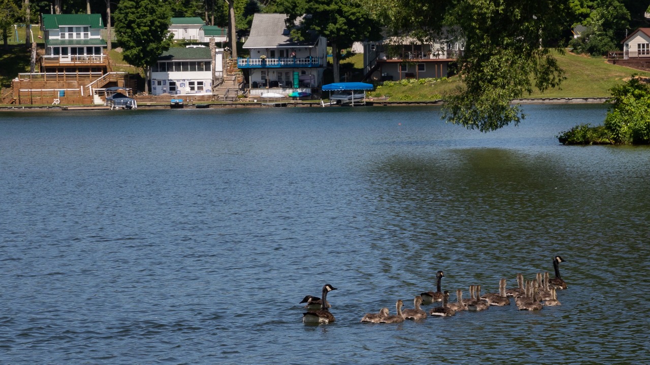 Photo of Others in Lime Lake-Machias