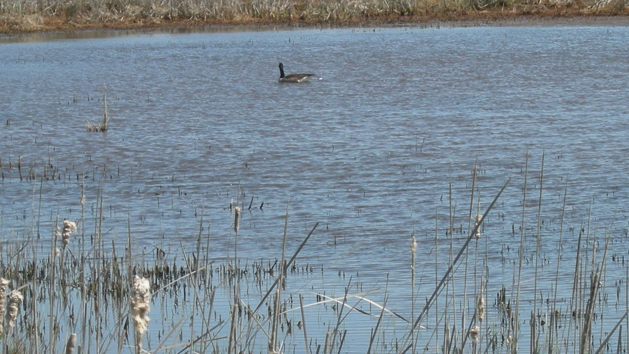 Photo of Others in North Cape May