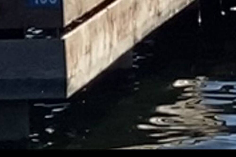Photo of Others in Sandpoint