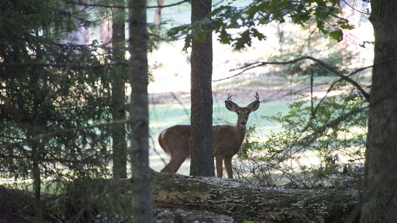 Photo of Outdoor in Highland Lake