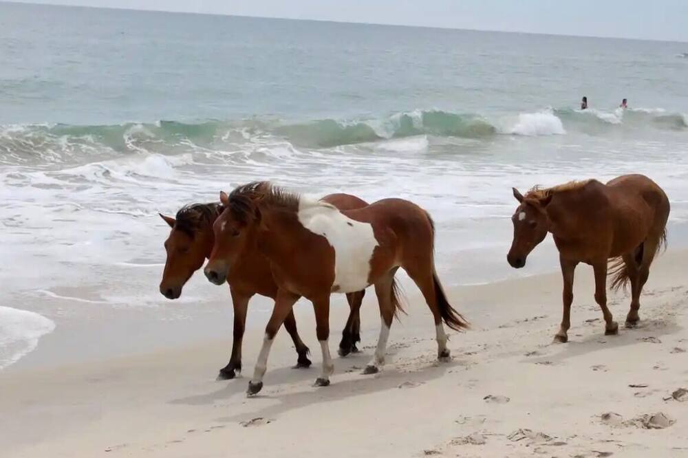 Photo of Others in Assateague Pointe
