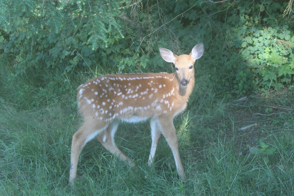 Photo of Others in Town of Delaware