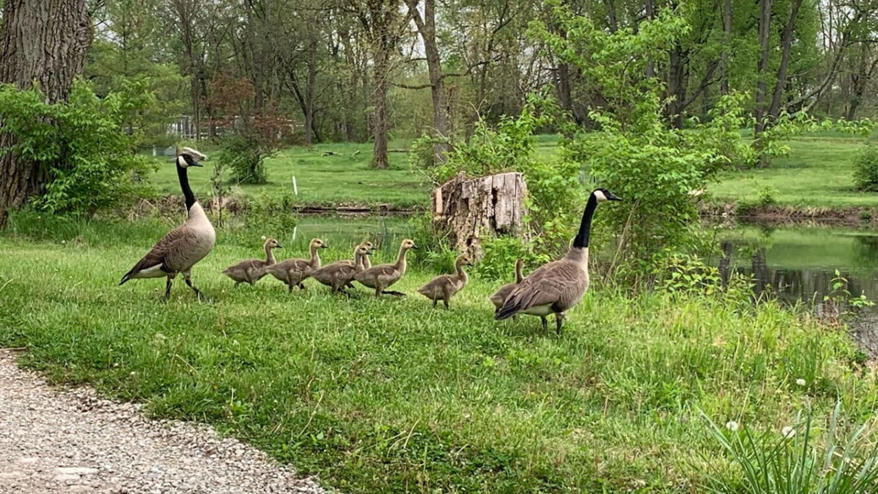 Photo of Others in West Newton