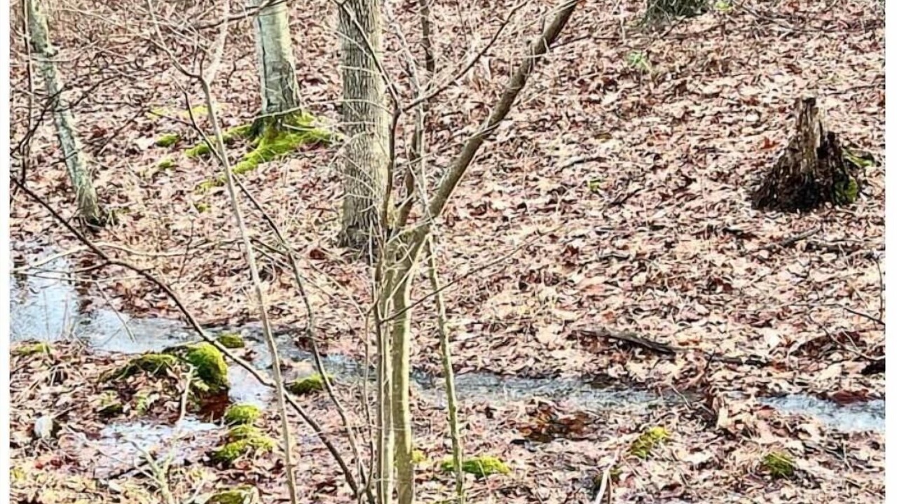 Photo of Others in Orrtanna