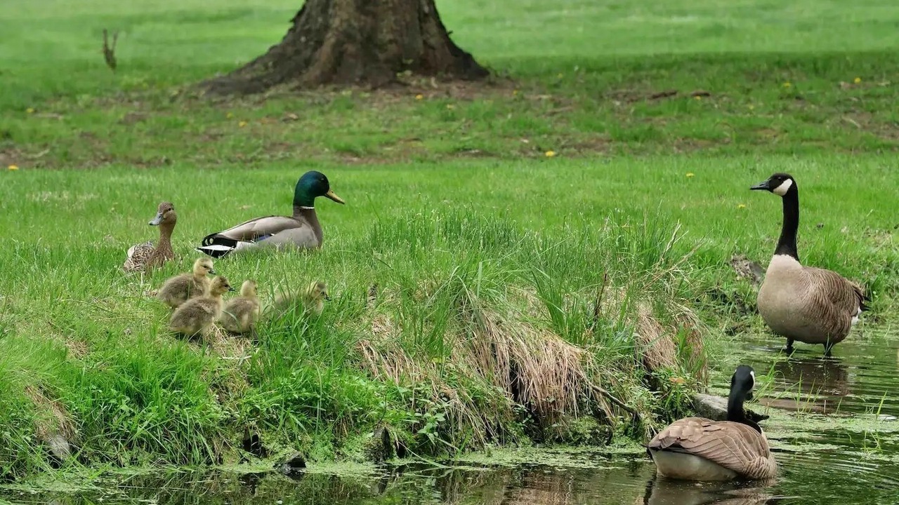 Photo of Others in Flemington