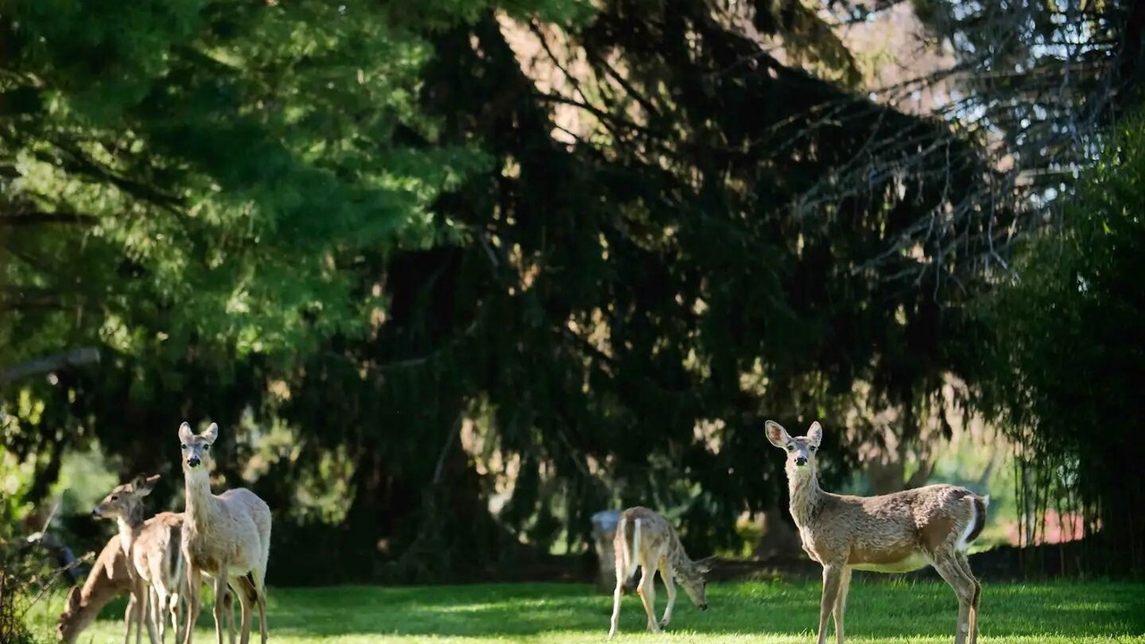 Photo of Outdoor in Flemington