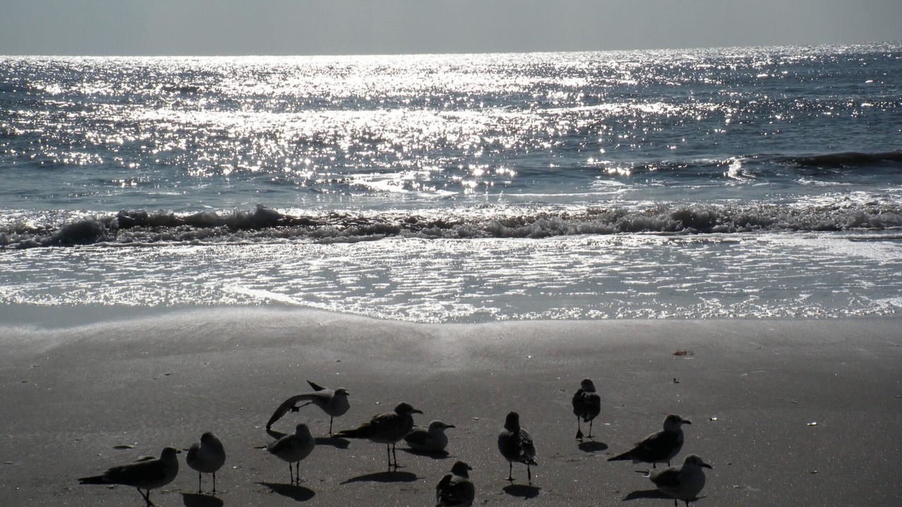 Photo of Others in Ventnor City