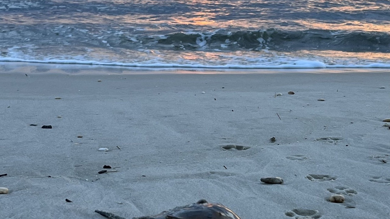 Photo of Outdoor in North Cape May