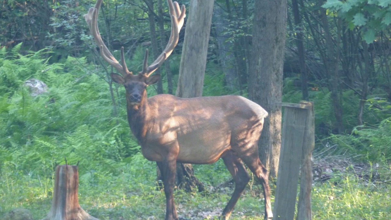 Photo of Others in Weedville