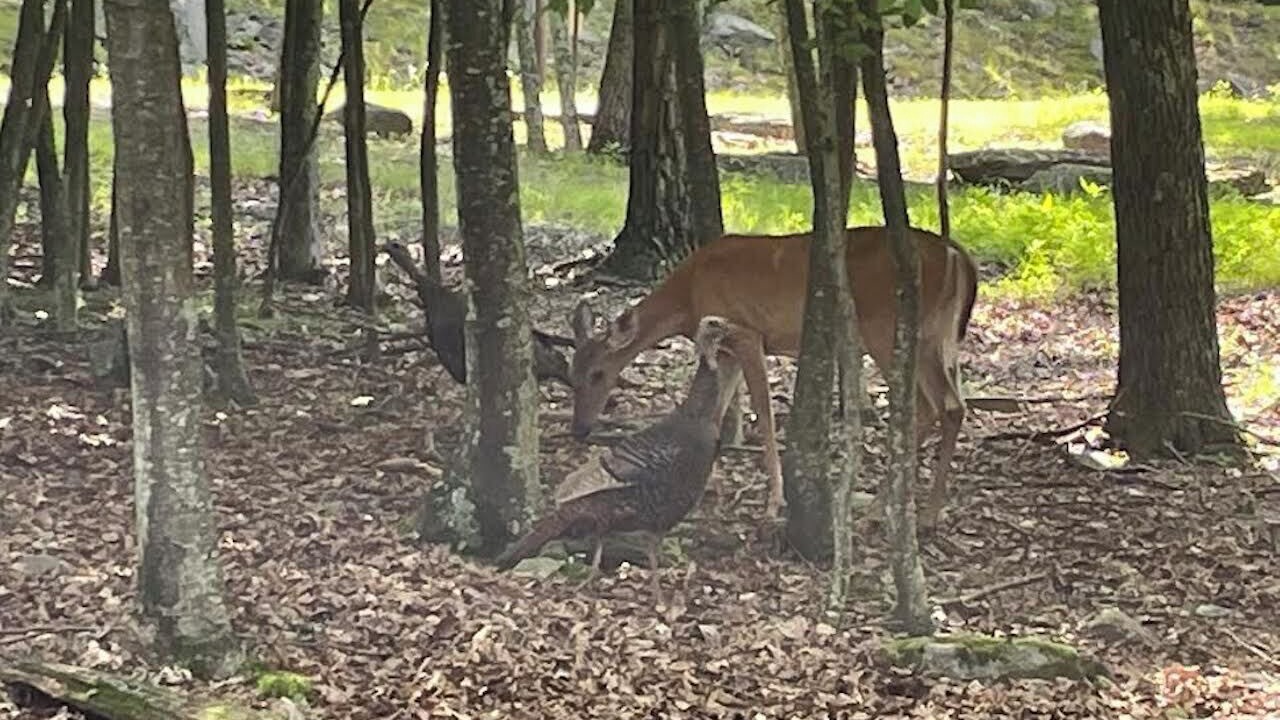 Photo of Others in Lackawaxen
