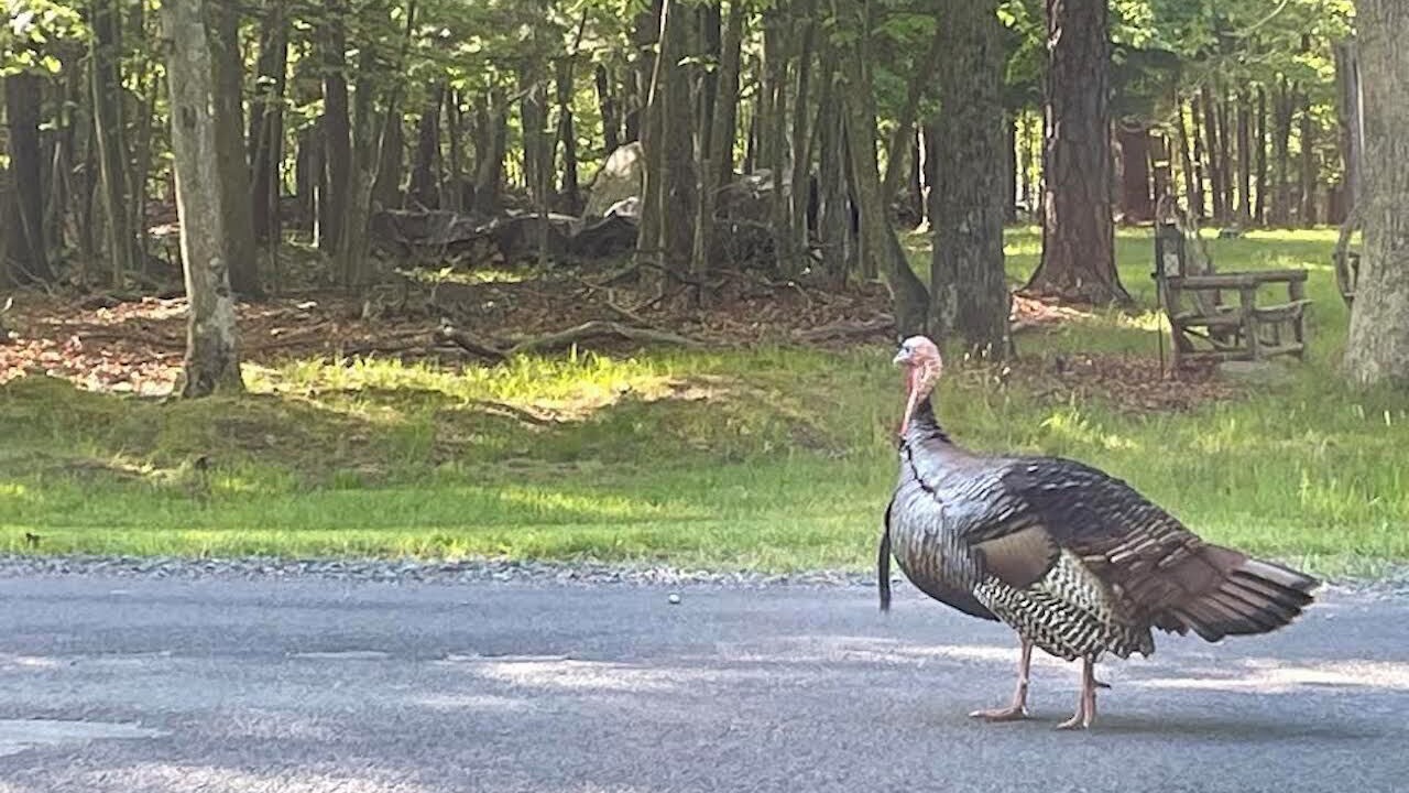 Photo of Others in Lackawaxen