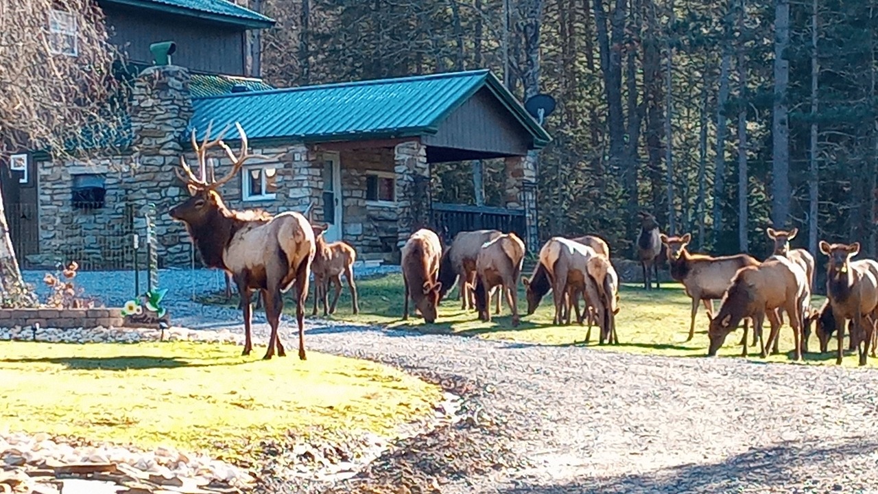 Photo of Others in Benezette